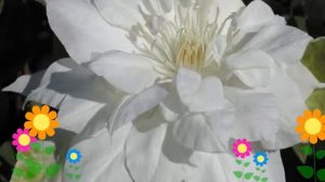 Клематис гибридный Halina Noll. Краткий обзор, описание характеристик