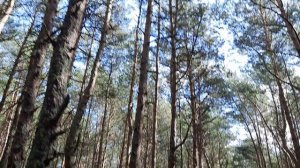 Начало экологическая тропы "танцующий лес", на Курской косе бывшей Кёницберской области летом днём
