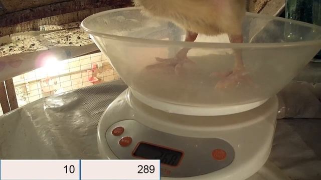 (ч.3)Выращивание бройлеров в домашних условиях. Вес бройлера в 10 дней. смотреть онлайн