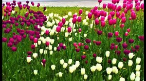City flowers TULIPS of the Сity, тюльпаны в городе, тюльпановое изобилие ТЮЛЬПАНЫ