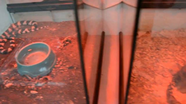 Выставка экзотических птиц и рептилий в "Сан-Сити", Кишинёв, 30.04.2016 смотреть онлайн