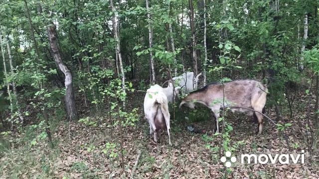 Козы.Пасёмся//Какой удачный день// смотреть онлайн