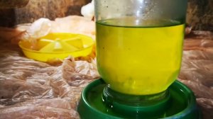 Ура индюшата 2022 года, чем дезенфицирую брудер