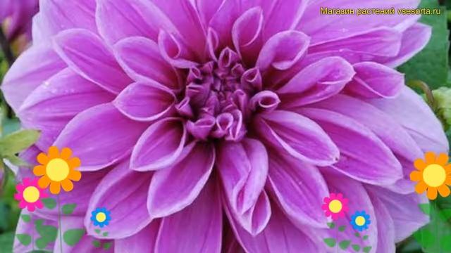 Георгина махровая Лилак Тайм. Краткий обзор, описание характеристик dáhlia variabilis Lilac Time смотреть онлайн