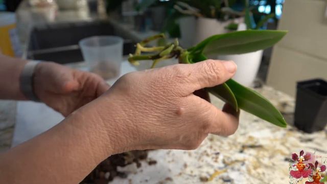 Mini Phalaenopsis Orchid Repot...and a Surprise Audio Cameo from Cici (My Cat!) смотреть онлайн