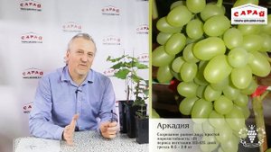Лучшие сорта винограда для средней полосы