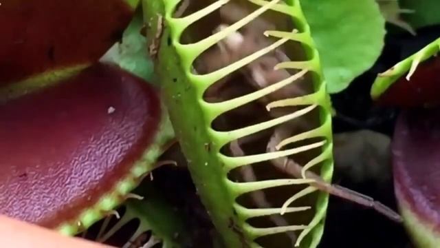 Это ХИЩНОЕ РАСТЕНИЕ жрёт даже животных! венерина мухоловка или дионея(Dionaea muscipula) !