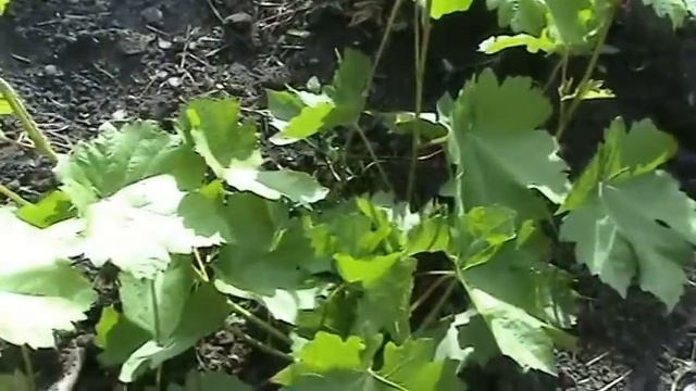Виноград Развитие двухлетнего куста смотреть онлайн