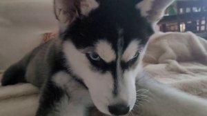 Ума-помрачительная хаски / Mind-blowing husky / хаски / Хаски Ума