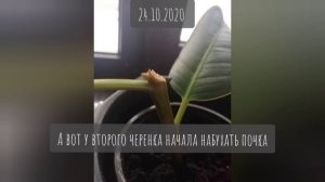 Размножение фикуса Эластика черенками.
