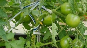 Томат Грунтовый 6. Ведро помидоров с куста!