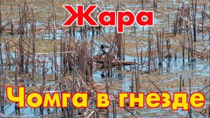 Жаркий день на озере Увильды (Чомга на гнезде)