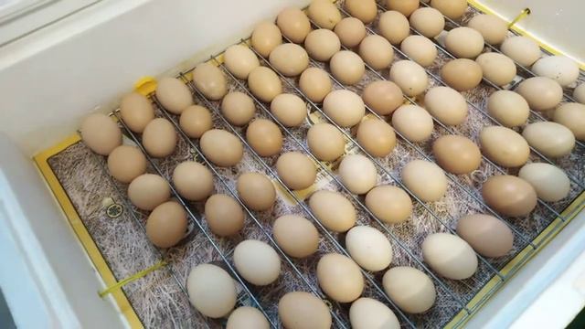 ИНКУБАЦИЯ / Что будет если переохлодили яйца в инкубаторе? смотреть онлайн