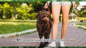 Поводок или рулетка??Что выбрать?Плюсы и минусы?