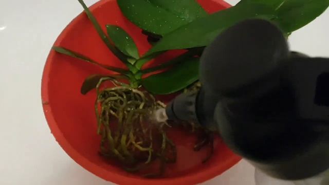 ГРУППОВАЯ посадка пересадка СОЛНЕЧНЫХ ОРХИДЕИ. Как посадить орхидеи группой. ОРХИДЕЯ ФАЛЕНОПСИС смотреть онлайн