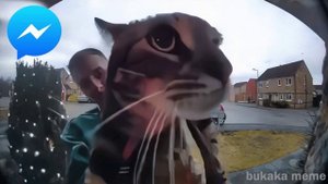 Cat Meows into door camera meme but Social Media ringtones