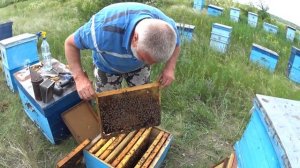 Важная работа в двух корпусном улие  Пчеловодство 2021 Пчеловодство для начинающих