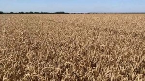 Озимая пшеница Гром по зернобобовым. АМРИТЭКС.