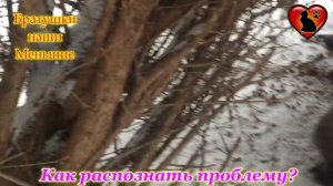 Как распознать депрессию у своего кота: признаки и помощь!