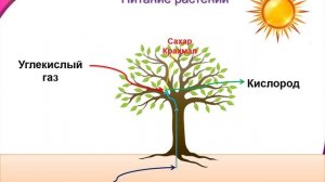 Солнце, растения и мы с вами