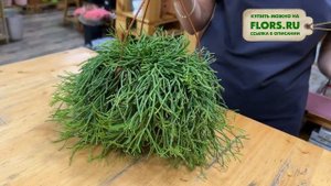 Рипсалис Изи Свити - ампельный суккулент | Восхитительный и неприхотливый