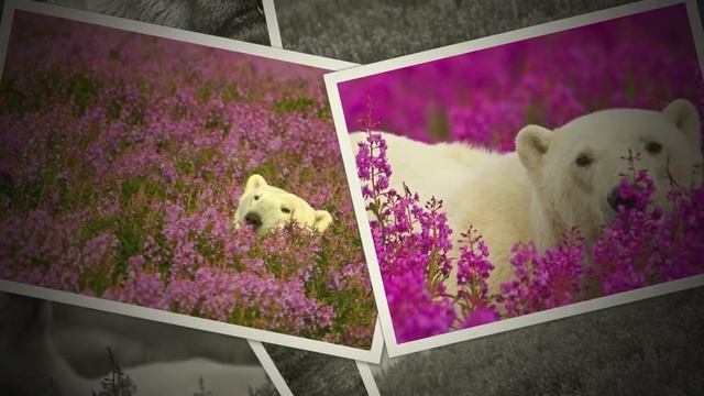 Белый медведь в Иван-чае смотреть онлайн