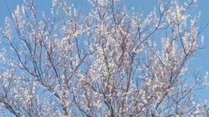 Пошли с Тетей по грибы|Интересные истории из жизни.