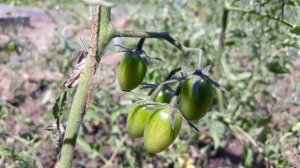 The best tomato variety!!! Cherry "Ira"!!!??? Лучший сорт томата!!! Черри "Ира"!!!???