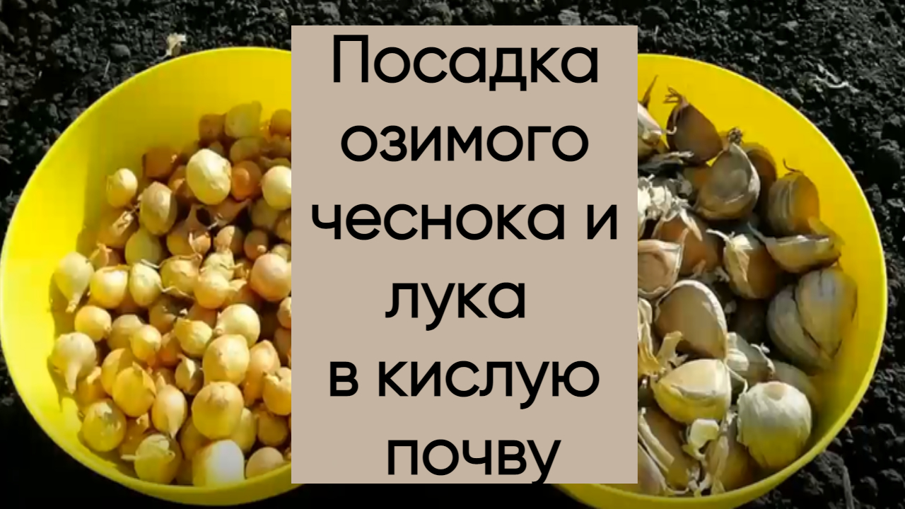 Посадка озимого лука и чеснока в кислую почву.