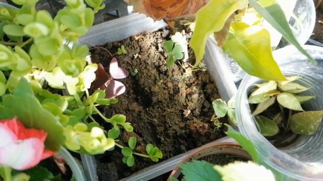 ?️Мои комнатные цветы на даче.?️Мега обзор)?️Июль 2020.?️ смотреть онлайн