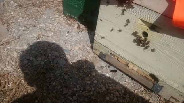 Слет пчел попал на видео! Побег! смотреть онлайн