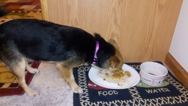 СОБАКИ. ВЕГАНСТВО. смотреть онлайн