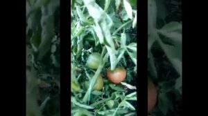 2 сорта моих самых любимых томатов