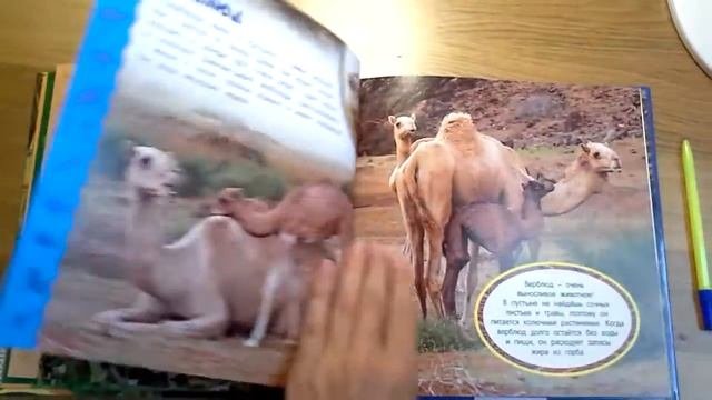 Удивительные животные. Самая первая энциклопедия