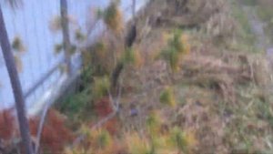 Плачевное состояние Сосны Веймутова