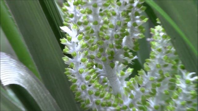 Easter at Wilton Otari Bush смотреть онлайн