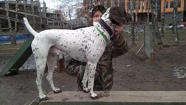 Дрессировка собак +первое занятие смотреть онлайн