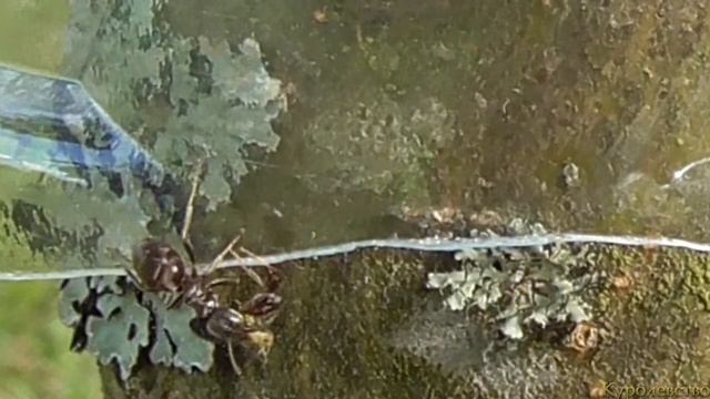 Муравей переносит тлю смотреть онлайн