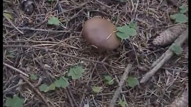 Моховики.Лес в Телешах. смотреть онлайн