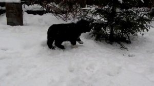 щенки алабая