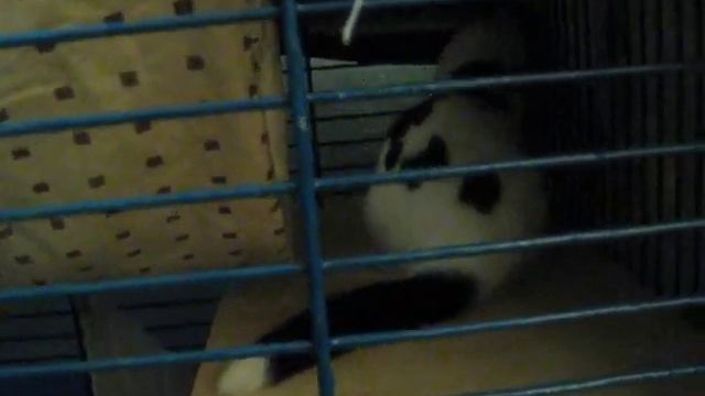 Балу залез на верхнюю полку смотреть онлайн