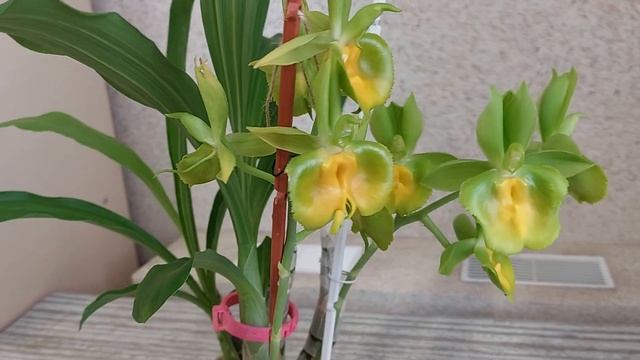 Как цветет катасетум или орхидея морковка. смотреть онлайн