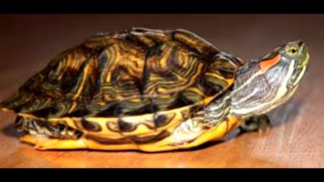 Черепаха смотреть онлайн