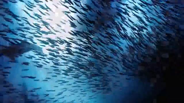 Synd -VTAG- 4.x prelim video test - All fields - смотреть онлайн