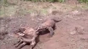 Варан грызёт ещё живого оленя