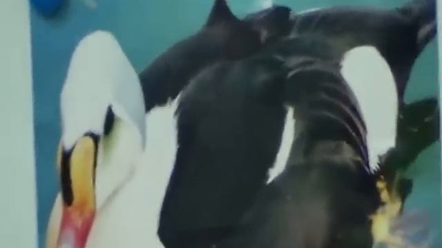 Занятие по экологии в старшей 3 группе 28.01.2015 г. смотреть онлайн