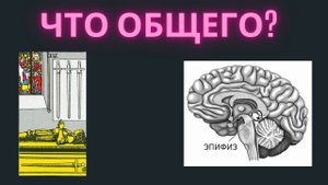 Четверка мечей Таро и шишковидная железа, ЧТО ОБЩЕГО? Обучение Таро