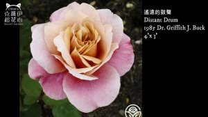 十種耐熱玫瑰推薦。Top 10 heat-tolerant roses