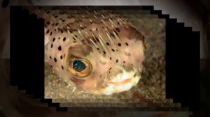 НАШЕСТВИЕ ЯДОВИТЫХ РЫБ В ТУРЦИИ В СРЕДИЗЕМНОМ МОРЕ