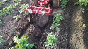 Окучивание картофеля "САМОДЕЛЬНЫЙ ДИСКОВЫЙ окучник" К минитрактору